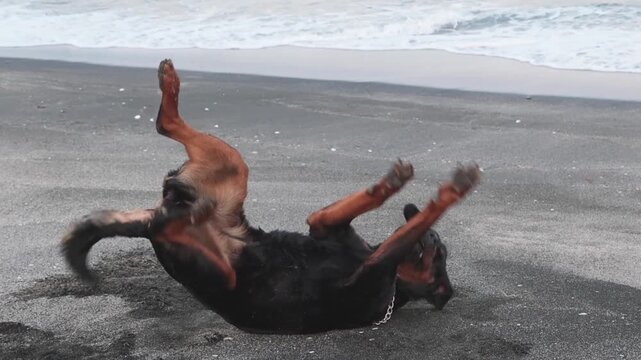 The dog somersaults the beach near the sea