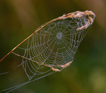 spider on web