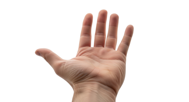 Human open palm with fingers spread showing skin texture and lines isolated on a transparent background