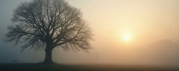 Bare tree silhouette in thick fog with soft sun glow on horizon. Misty landscape evokes solitude, nature peace, and finality. Peaceful somber mood.
