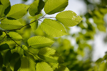 Carpinus cordata, a deciduous broadleaf tree species of the Betulaceae family, with gray bark and serrated oval leaves, blooming in spring and producing nuts in autumn. Photographed in Korea.