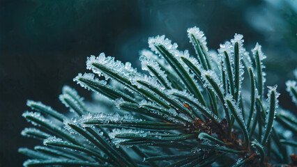 Frosted pine needles glisten elegantly in the cold light, showcasing delicate ice crystals that cling to their tips. This beautiful close-up captures the enchanting beauty of winter's touch on nature.