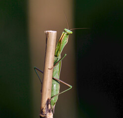 green praying mantis