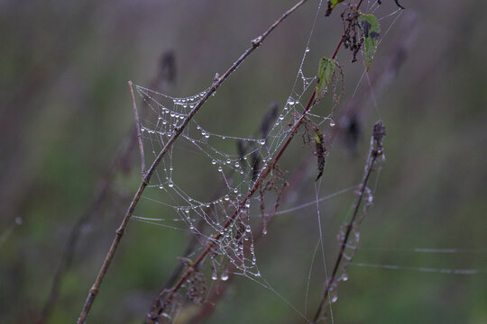 spider web with dew drops
