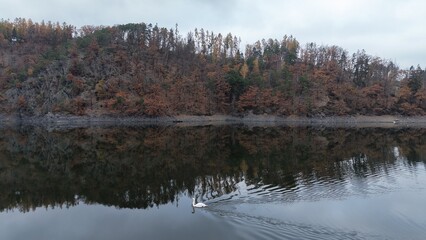 Elegant swan swims gracefully on a calm lake reflecting autumn foliage. Majestic bird in natural habitat. Perfect for wildlife backgrounds travel brochures nature calendar © rikajiMiAda