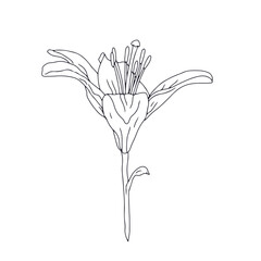 Hand drawn black line art lily bloom with stem. Monochrome birth month May flower