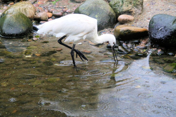 A close up of a Spoonbill