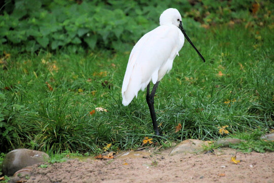 A close up of a Spoonbill - Powered by Adobe