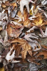 fallen autumn leaves