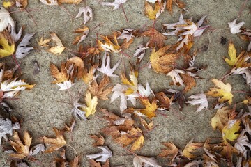 fallen autumn leaves