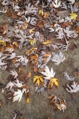fallen autumn leaves