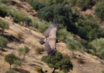 Griffon vulture