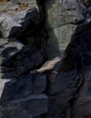 Griffon vulture