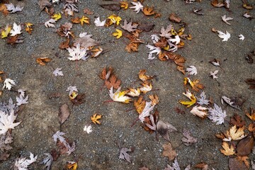 autumn leaves on the ground