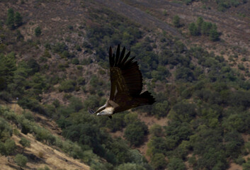 Griffon vulture