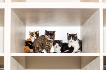 Four adorable kittens sit playfully on a light wooden cabinet shelf