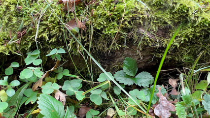 Aerial view, beautiful green forest and trees in nature, environment and nature conservation, green forest background