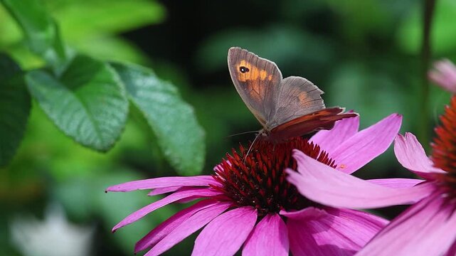 clip of a female maniola jurtina the gatekeeper butterfly on a echinacea blossom