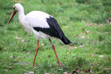 A close up of a White Stork at Martin Mere Nature Reserve