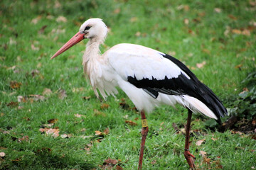 A close up of a White Stork at Martin Mere Nature Reserve