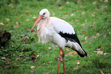 A close up of a White Stork at Martin Mere Nature Reserve