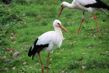 A close up of a White Stork at Martin Mere Nature Reserve