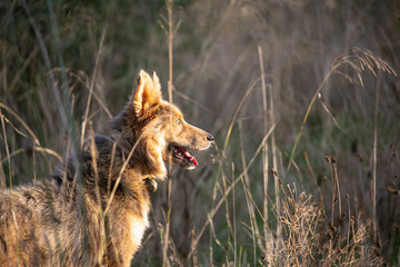 portrait of a happy dog in the nature on the sunset 