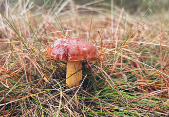 Mushrooms grow in the forest. Selective focus.