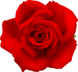 Red Rose flowers focus stacking close up isolated for love wedding and valentines day