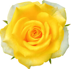 Yellow Rose flowers focus stacking close up isolated for love wedding and valentines day