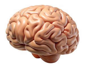 Highly Detailed 3D Human Brain Model with Smooth Curved Texture and Realistic Surface