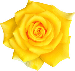 Yellow Rose flowers focus stacking close up isolated for love wedding and valentines day