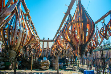 Dried Fish. Various types of fishes left under the warm sunlight to dry naturally. Traditional...