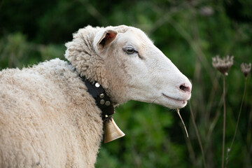 A curly sheep with a golden bell on its neck chews grass