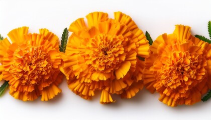Marigold Flowers Isolated On A White Background Decorative Elements Garland For The Day Of The Dead And Indian Holidays Flat Lay