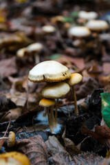 Mushrooms in the forest - Ypholoma fasciculare, commonly known as the sulphur tuft, sulfur tuft or clustered woodlover