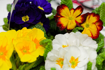 Fototapeta premium Potted Pansies Blooming in Spring Garden Showcase Colorful Flower Variety