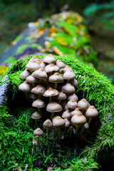 Mycena inclinata on a dead tree trunk in the forest