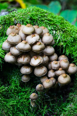 Mycena inclinata on a dead tree trunk in the forest