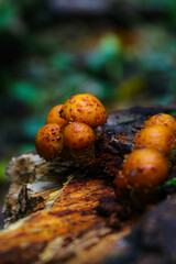 Golden Scalycap - Pholiota aurivella in a gorgeous autumn landscape.