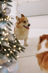 Cute corgi dog standing on white floor near decorated Christmas tree with lights, looking at reflection in mirror. Cozy bright interior. Concept for holidays, pets, home comfort, celebration.