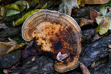 Ganoderma applanatum bracket fungus mushroom growing on a birch tree bark.