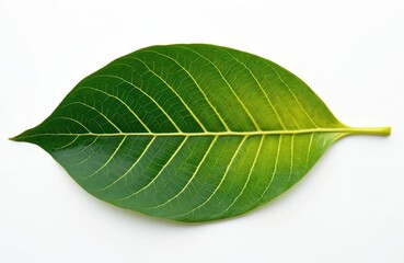 Obraz premium Green leaf isolated on white background. Botanical close up view of textured banyan plant foliage. Fresh tree branch in bright light. Natural vibrant pattern of organic summer herb. Medicine plant