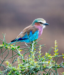 Lilac Bird on Thorns