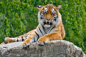Majestic Tiger Resting on a Rock with Green Foliage