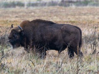 Adult European Bison in the Bialowieza National Park in Poland