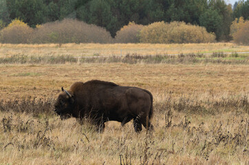 Adult European Bison in the Bialowieza National Park in Poland