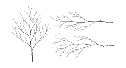 Bare tree branches on transparent backdrop providing wintry natural design element