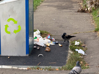 Fototapeta premium Crow eating food near recycling bin on street. Urban wildlife, litter problem, and human environmental impact theme.