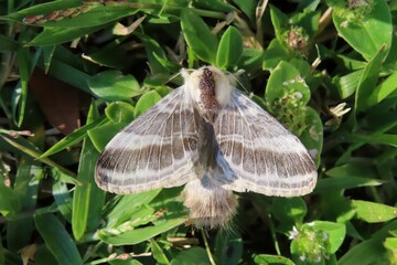 Tropical Oak processionary moth (Thaumetopoea processionea) in Florida nature, closeup